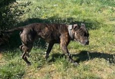 Dva dny opuštěný v bytě. Jak probíhala záchrana pejska Montyho ze Stochova?