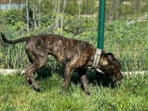 Dva dny opuštěný v bytě. Jak probíhala záchrana pejska Montyho ze Stochova?