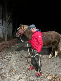 Foto: Kůň se v Nových Ouholicích za jízdy propadl shnilou podlahou přívěsu a stovky metrů brousil kopyty zem