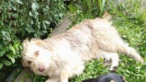 Hledá se Sky, utekla před dvěma týdny ve dvojici. Druhý pejsek už není