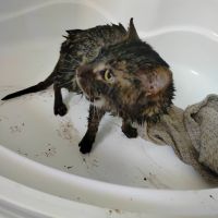 Nevíte, komu patří? Ve Svárově zachránili kočičku, uvízla pod poklopem