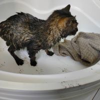 Nevíte, komu patří? Ve Svárově zachránili kočičku, uvízla pod poklopem