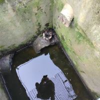 Nevíte, komu patří? Ve Svárově zachránili kočičku, uvízla pod poklopem