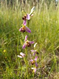 Ve Středočeském kraji vykvetly vzácné orchideje tořiče včelonosné. Objevují se v Česku jen výjimečně