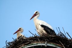 Už jsou dva! Za čápem do Kačice na Otevřeném mlýně přiletěla družka