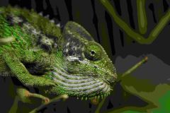 V Zooparku Zájezd se podařil odchov chameleonů bradavičnatých