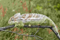 V Zooparku Zájezd se podařil odchov chameleonů bradavičnatých