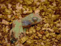 V Zooparku Zájezd se podařil odchov chameleonů bradavičnatých