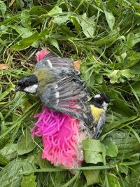 Pozor na tyhle koule! Ve Slaném se k nim přilepily sýkorky