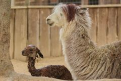V Zooparku Zájezd se narodilo mládě alpaky