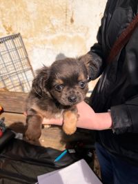 Nekoupili jste si u nich štěně? Manželé na Berounsku provozovali množírnu