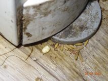 Obrazem: Špína, plíseň, nepořádek a myší trus! Provozovnu rychlého občerstvení v pražské Sapě inspektoři pro špínu zavřeli