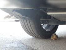 Kladenští strážníci zachraňovali sovu, zajíčka, kachnu a další zvířectvo