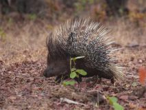 Kladenští strážníci zachraňovali sovu, zajíčka, kachnu a další zvířectvo