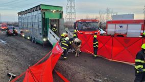 Atualizace: Nákladní auto s třemi desítkami krav havarovalo na dálnici D8. Dálnice ve směru na Prahu bude uzavřena zřejmě do odpoledních hodin