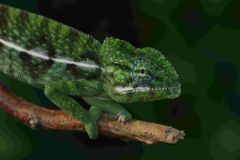 V Zooparku Zájezd se líhnou unikátní chameleoni. Jako jediní na světě chovají i rozmnožují chameleona zeleného