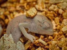 V Zooparku Zájezd se líhnou unikátní chameleoni. Jako jediní na světě chovají i rozmnožují chameleona zeleného