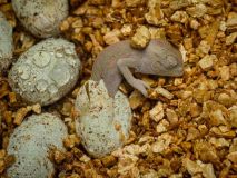 V Zooparku Zájezd se líhnou unikátní chameleoni. Jako jediní na světě chovají i rozmnožují chameleona zeleného