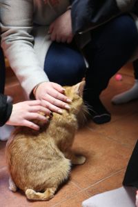 OBRAZEM: Kladenská škola E. Beneše pomohla kočičímu útulku