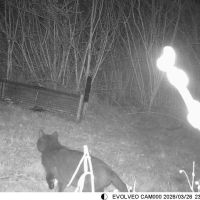 V železárnách na Dříni se odchytávají toulavé kočky