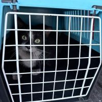 V železárnách na Dříni se odchytávají toulavé kočky