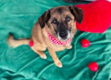 Hledá se Rudolf. Psa jeho majiteli měl hlídat útulek Bouchalka, ten ho mezitím dal do adopce