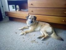 Hledá se Rudolf. Psa jeho majiteli měl hlídat útulek Bouchalka, ten ho mezitím dal do adopce