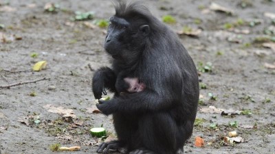 foto zdroj Zoo Děčín, makak chocholatý