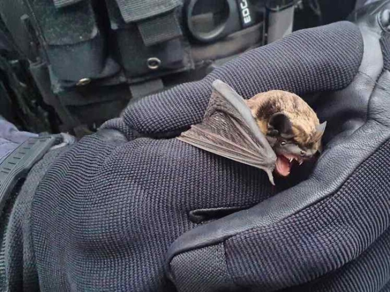 Strážníci odchytili v nemocnici netopýra