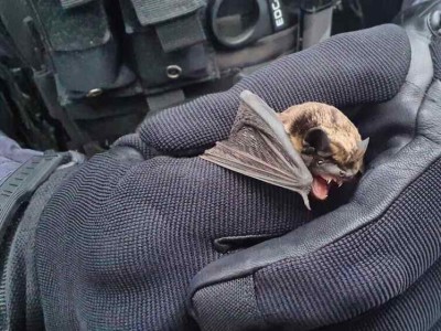 Strážníci odchytili v nemocnici netopýra