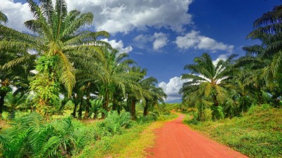 Co je palmový olej a proč je problematický
