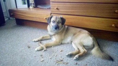 Hled&aacute; se Rudolf. Psa jeho majiteli měl hl&iacute;dat &uacute;tulek Bouchalka, ten ho mezit&iacute;m dal do adopce