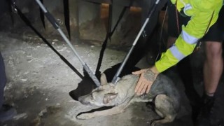 Psa Metrouše odchytili po pěti hodinách