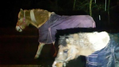 Str&aacute;žn&iacute;ci opět odchyt&aacute;vali koně, tentokr&aacute;t jednoho s pon&iacute;kem z Brand&yacute;sku