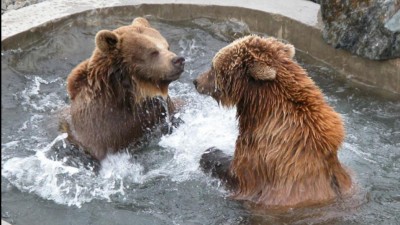 Medvědy z kladenského zámku našli v odložené bedně, zachránili je před smrtí