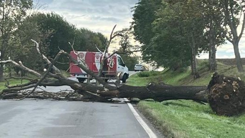 U Černuce spadl strom přes silnici