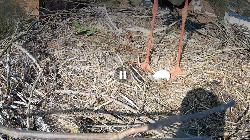 Č&aacute;pi na Otevřen&eacute;m ml&yacute;ně snesli vaj&iacute;čko