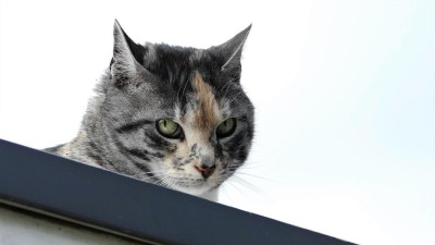 Kočka uvízla na rozpálené střeše