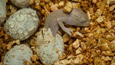 V Zooparku Z&aacute;jezd se l&iacute;hnou unik&aacute;tn&iacute; chameleoni. Jako jedin&iacute; na světě chovaj&iacute; i rozmnožuj&iacute; chameleona zelen&eacute;ho