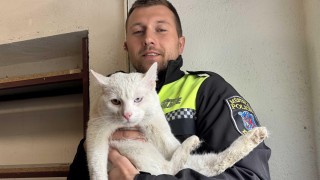 Kocoura s očima dvou barev zachránili hasiči z pod vozíku v Lidlu. Hledá se majitel
