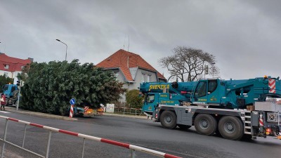 Už se veze! Vánoční strom přistane na náměstí Starosty Pavla