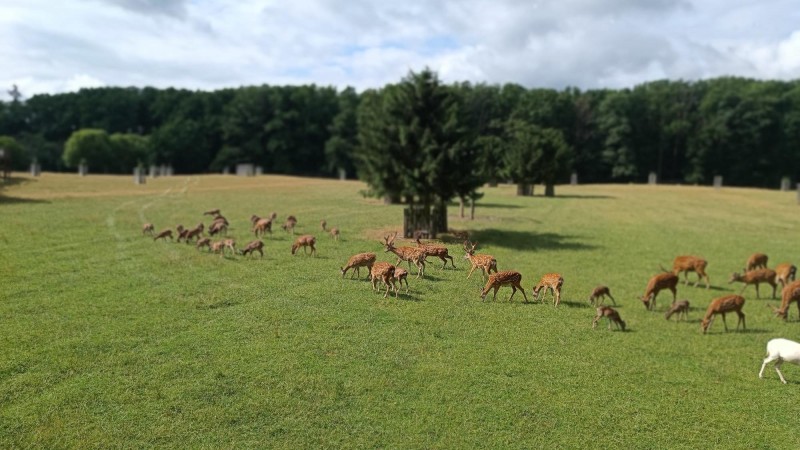 V&yacute;stava shozů v L&aacute;nech bude letos dvoudenn&iacute;