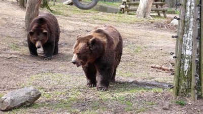 Tip na výlet: Za medvědy do Berouna