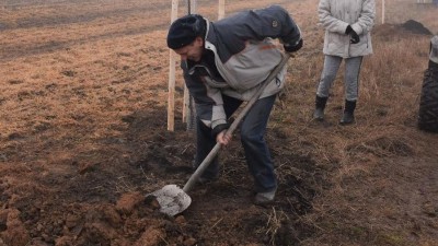 Středočeský kraj podpoří výsadbu stromů i na Kladensku