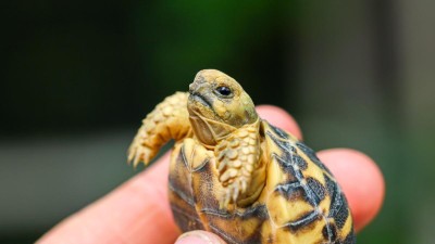 Zoopark Zájezd odchoval kriticky ohrožené želvy barmské
