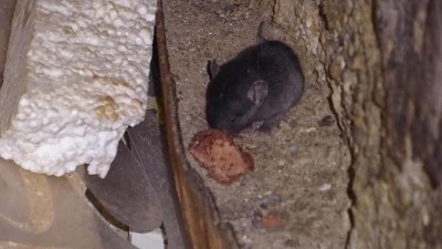 V rakovnické Zlevněnce našli inspektoři myši, larvy a plísně