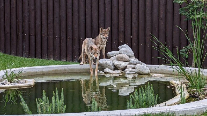 Vlci z Řep jsou už v táborské zoologické