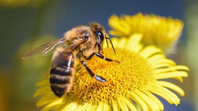 Rekultivace jsou pro včely ideálním místem. Úly budou i na pozemcích kladenské teplárny