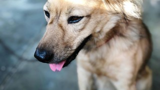 Metro A stále nejezdí, v tunelu v Dejvicích běhá pes