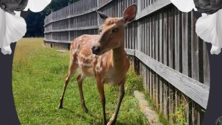 Smutná zpráva z Lán, odešla laň Eliška